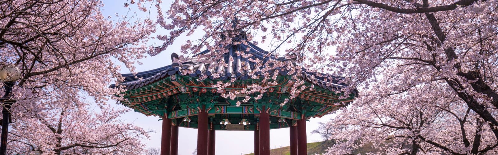 Pink cherry blossoms partially obscure the top of a round temple. 